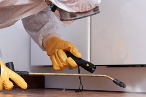 Messie Schädlingsbekämpfung Erftstadt